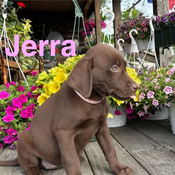 Jerra, Chocolate Labrador Retriever Puppy